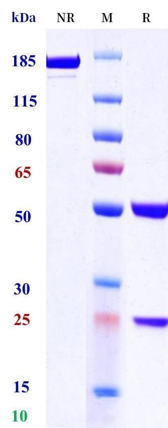 0 - Anti-ITGAD Reference Antibody (Lilly patent anti-ITGAD) APR11549