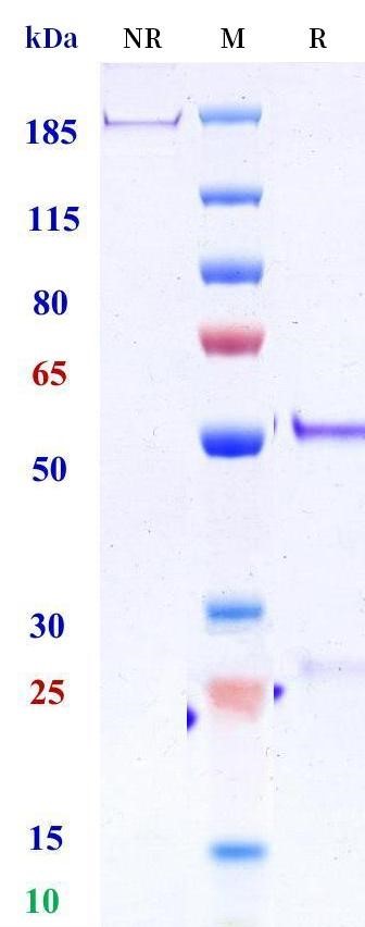 0 - Anti-Plexin A1 Reference Antibody (Chugai patent anti-Plexin A1) APR11550