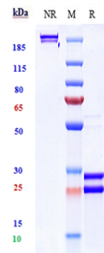 0 - Anti-BAFF & IL-17A Reference Antibody (Tibulizumab) APR11553