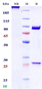 0 - Anti-PD-1 & CTLA-4 Reference Antibody (Cadonilimab) APR11554