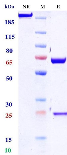 0 - Anti-PD-L1 & VEGF Reference Antibody (Pm8002） APR11555