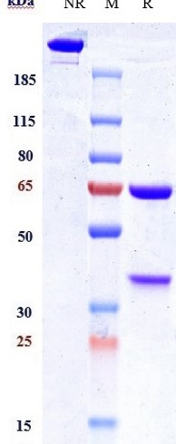 0 - Anti-IL-1a & IL1b Reference Antibody (Lutikizumab) APR11556