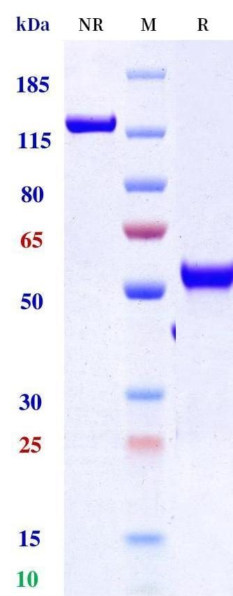 0 - Anti-CTLA4 & PD-L1 Reference Antibody (Erfonrilimab) APR11557