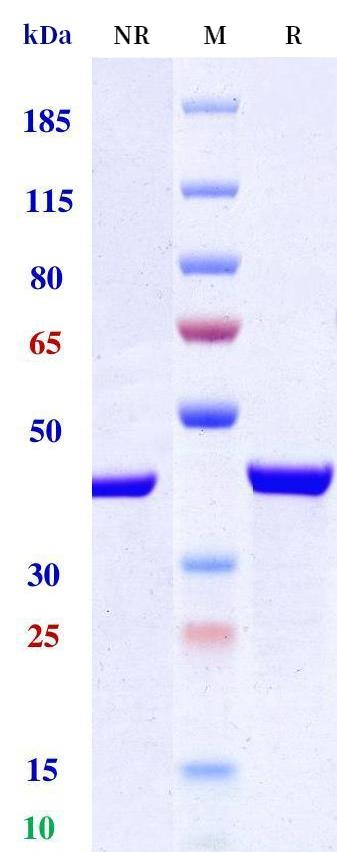 0 - Anti-IL-17 & IL-17F & Serum Albumin Reference Antibody (Sonelokimab) APR11558