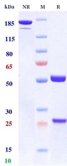 0 - Anti-EGFR & HER3 Reference Antibody (Duligotuzumab) APR11559