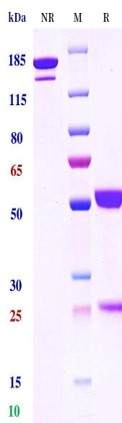 0 - Anti-CD3 & CD20 Reference Antibody (Epcoritamab) APR11560