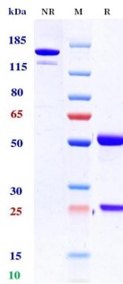 0 - Anti-PD-1 & TIGIT Reference Antibody (Rilvegostomig） APR11561