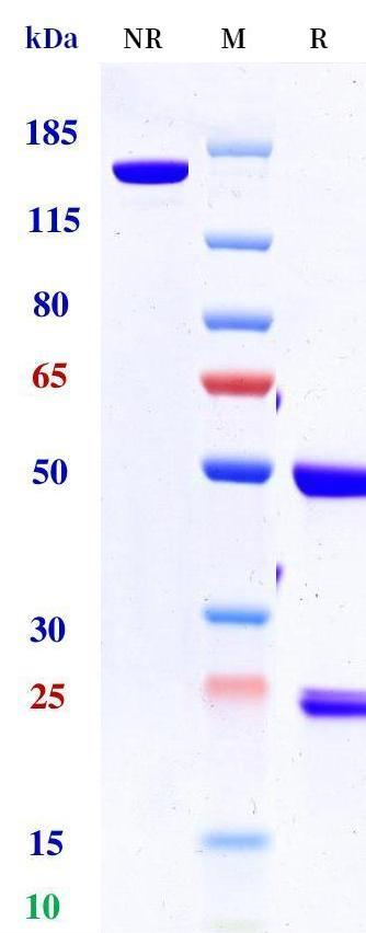 0 - Anti-BCMA & CD3 Reference Antibody (Elranatamab) APR11562
