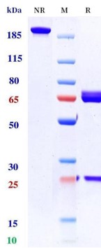 0 - Anti-PD-L1 & VEGF Reference Antibody (Sotiburafusp alfa） APR11563