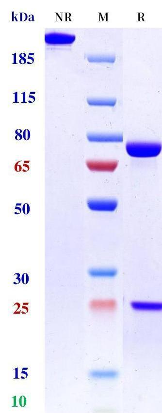 0 - Anti-HER3 & IGF-1R Reference Antibody (Istiratumab) APR11565