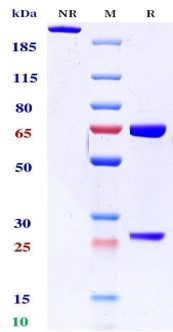 0 - Anti-CD47 & PD-1 Reference Antibody (Hx009） APR11566