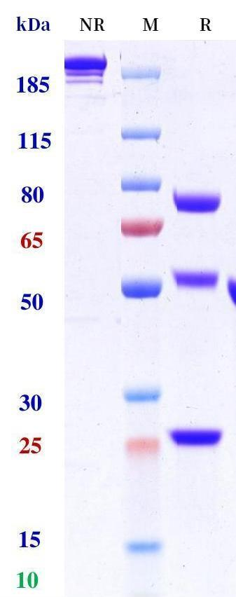 0 - Anti-CD20 & CD3 Reference Antibody (Glofitamab) APR11567