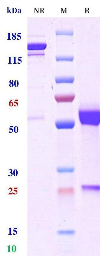 0 - Anti-BCMA & BCMA & CD3 Reference Antibody (TNB-383B) APR11568