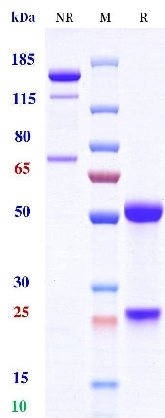 0 - Anti-IL-18 & IL-1β Reference Antibody (Mas825) APR11569