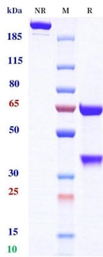 0 - Anti-IL-13 & IL-4 Reference Antibody (Romilkimab) APR11570