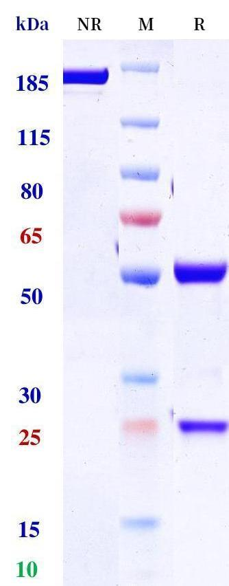 0 - Anti-BCMA & CD3 Reference Antibody (Linvoseltamab) APR11571