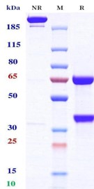 0 - Anti-TNFalpha & IL-17 Reference Antibody (Remtolumab) APR11572