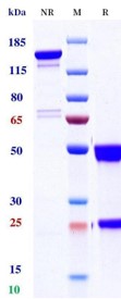 0 - Anti-CD20 & CD3e Reference Antibody (Mosunetuzumab) APR11573