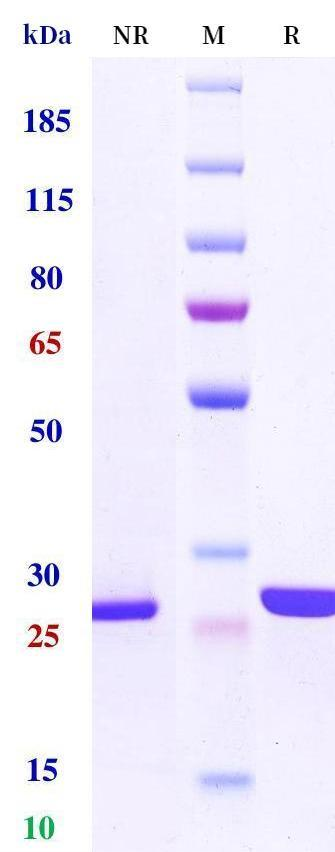 0 - Anti-C5 & Serum Albumin Reference Antibody (Gefurulimab) APR11574