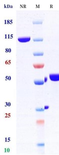 0 - Anti-4-1BB & PD-L1 Reference Antibody (Enristomig) APR11575