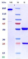 0 - Anti-ERBB2 / HER2 / CD340 Reference Antibody (Anbenitamab) APR11576
