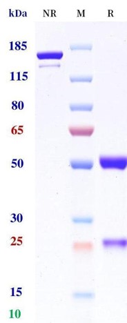 0 - Anti-GPRC5D & CD3 Reference Antibody (Talquetamab) APR11577
