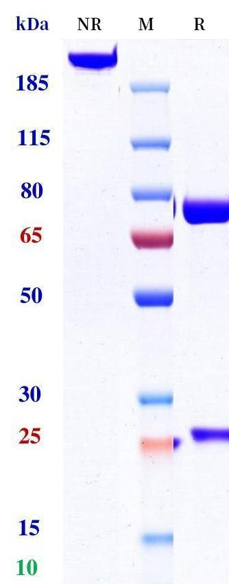 0 - Anti-EGFR & HER3 Reference Antibody (Izalontamab) APR11578