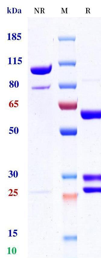 0 - Anti-CD79b &  Fc-gamma-R2B/CD32b Reference Antibody (Mgd010) APR11579