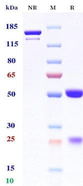 0 - Anti-CD3 & BCMA Reference Antibody (Teclistamab) APR11580