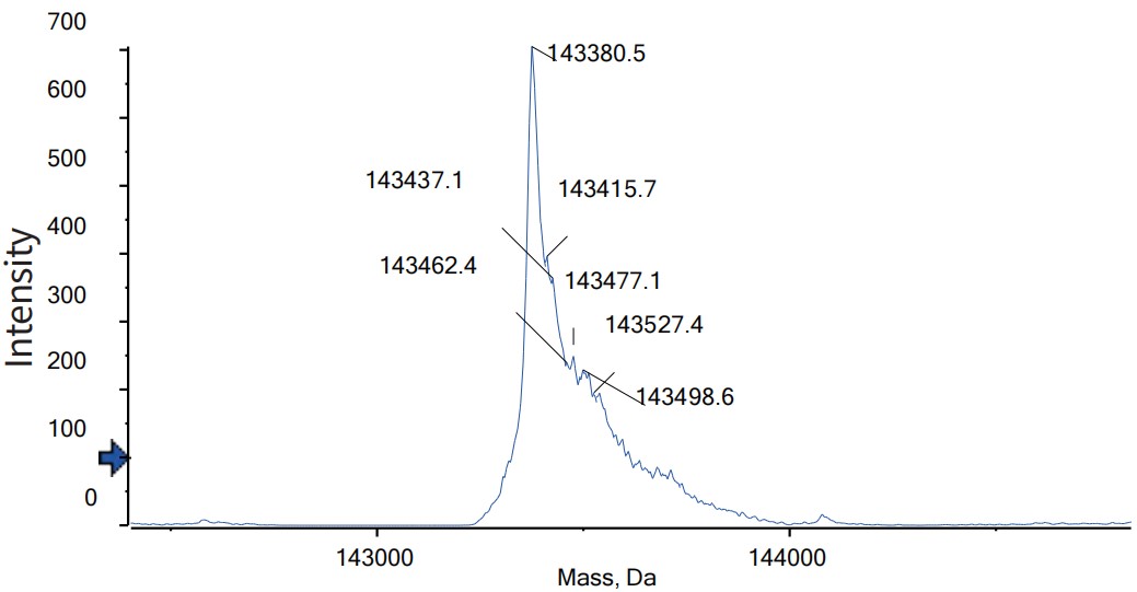 0 - Anti-CD3 & BCMA Reference Antibody (Teclistamab) APR11580