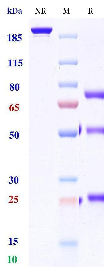 0 - Anti-BCMA & CD3 Reference Antibody (Alnuctamab) APR11581