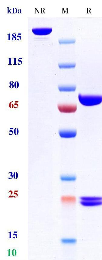 0 - Anti-cMet & EGFR Reference Antibody (Emb01) APR11583