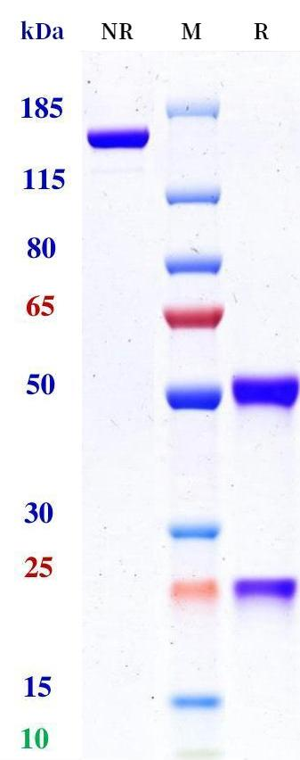 0 - Anti-4-1BB & FAP Reference Antibody (RO7122290) APR11584