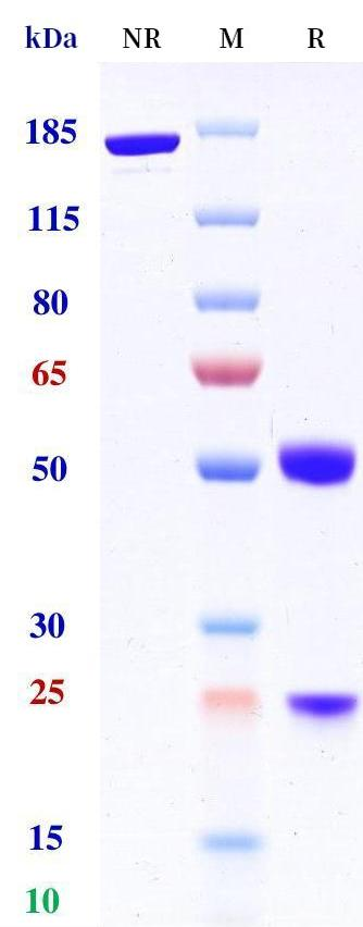 0 - Anti-4-1BB & CD40 Reference Antibody (Gen1042) APR11585
