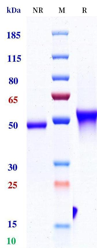 0 - Anti-CD3e & Mesothelin &  Serum Albumin Reference Antibody (Hpn536) APR11586