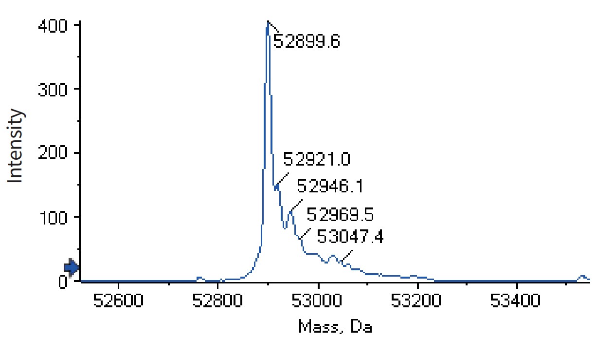 0 - Anti-CD3e & Mesothelin &  Serum Albumin Reference Antibody (Hpn536) APR11586