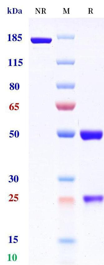 0 - Anti-CD37 Reference Antibody (Gen3009) APR11587