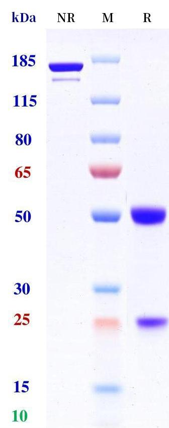 0 - Anti-CD3 & TPBG Reference Antibody (Gen1044) APR11588