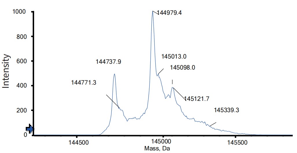 0 - Anti-CD28 & EGFR Reference Antibody (Regn7075) APR11589