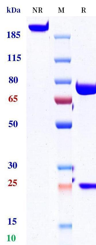 0 - Anti-4-1BB & HER2/neu Reference Antibody (Yh32367) APR11590