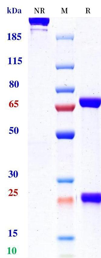 0 - Anti-BCMA & CD3 Reference Antibody (Emb-06) APR11591