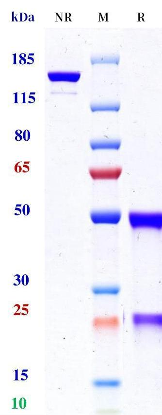 0 - Anti-LILRB1 & LILRB2 Reference Antibody (Ngm707) APR11592