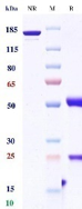 0 - Anti-B7-H3 & EGFR Reference Antibody (Ibi-334) APR11593