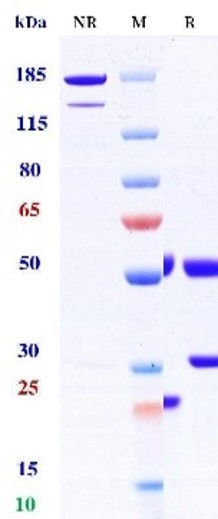 0 - Anti-IL-17 & TNF-alpha Reference Antibody (COVA322) APR11594