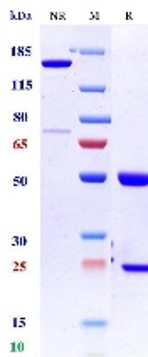 0 - Anti-LAG-3 & PD-1 Reference Antibody (Tobemstomig） APR11595