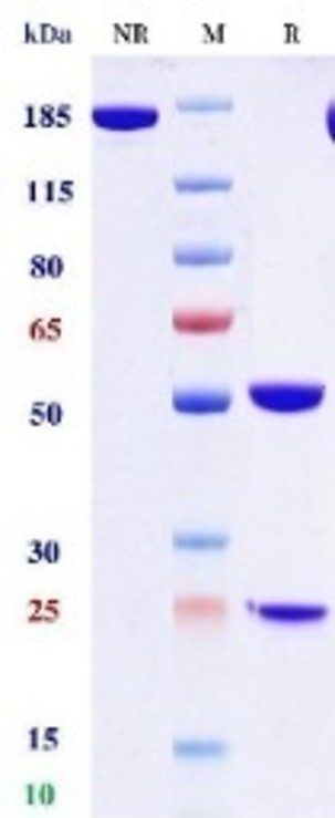 0 - Anti-CD20 & CD3 Reference Antibody (Odronextamab) APR11596
