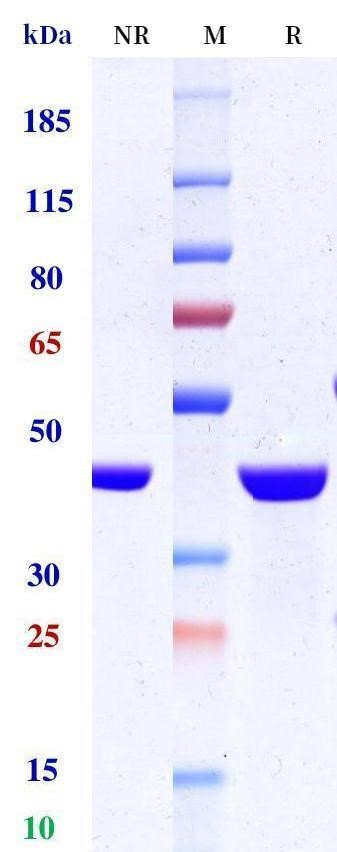 0 - Anti-TNF-alpha Reference Antibody (Ozoralizumab) APR11597