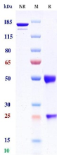 0 - Anti-B7-H4 & CD3 Reference Antibody (Gen1047) APR11598