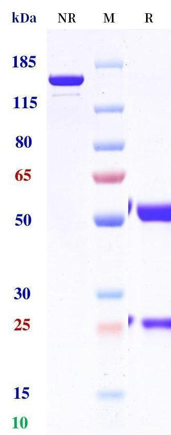 0 - Anti-cMet & EGFR Reference Antibody (Amivantamab) APR11599