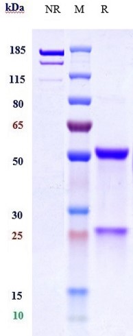0 - Anti-EGFR & Fc-gamma-RIIIA Reference Antibody (AFM24) APR11600